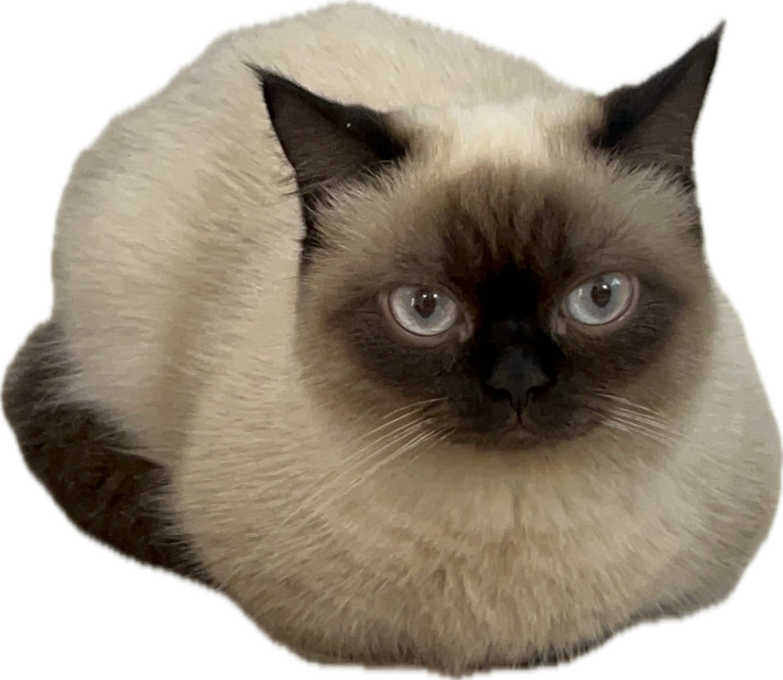 My Cat Lulu wooho